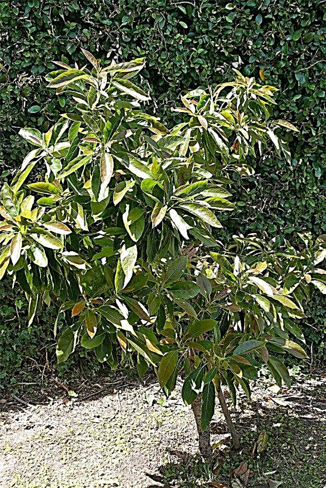 تزايد شجرة الأفوكادو - كيفية زراعة شجرة الأفوكادو