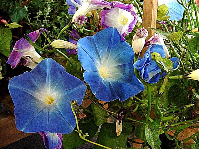 Growing Morning Glories: Cómo hacer crecer Morning Glory Flowers