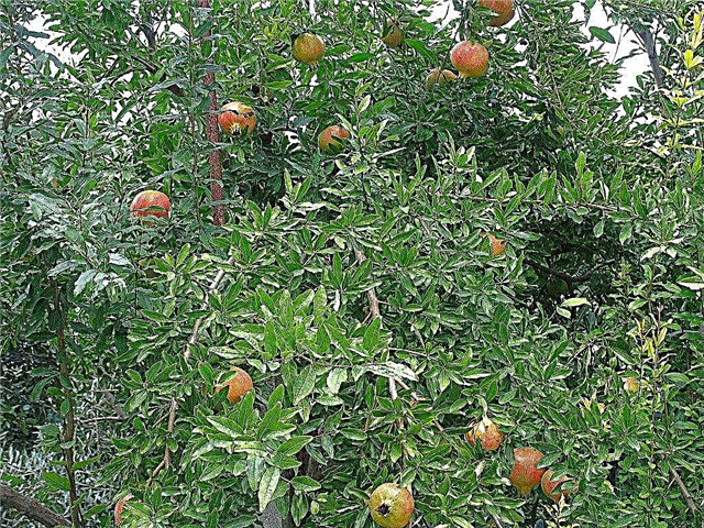 زراعة أشجار الرمان: كيف تنمو شجرة الرمان من البذور