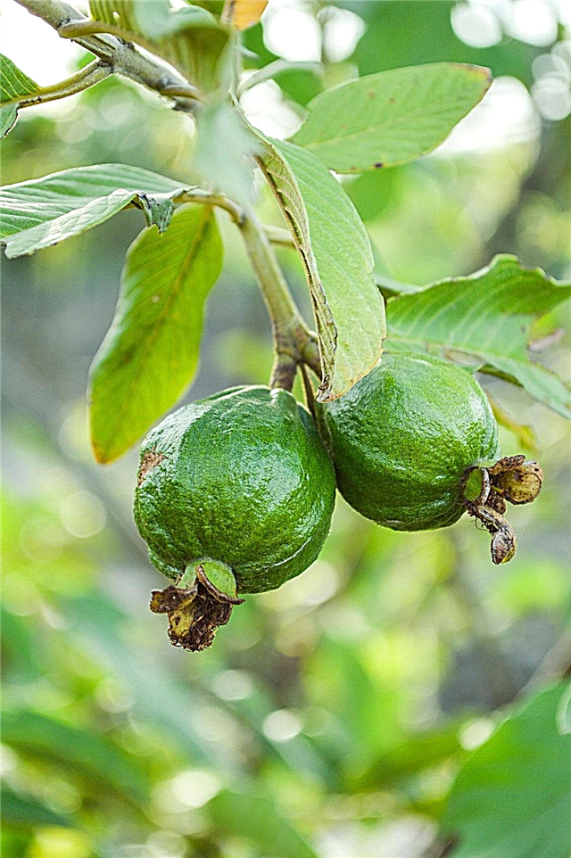 نباتات الجوافة: كيف تنمو ورعاية أشجار الفاكهة الجوافة