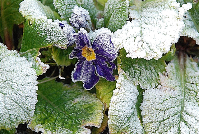 Frost auf Pflanzen - Informationen zu frosttoleranten Blumen und Pflanzen