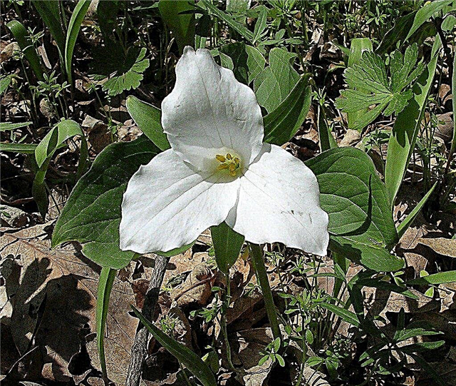 Trillium de flores silvestres - Trillium crescente e cuidados com flores de Trillium
