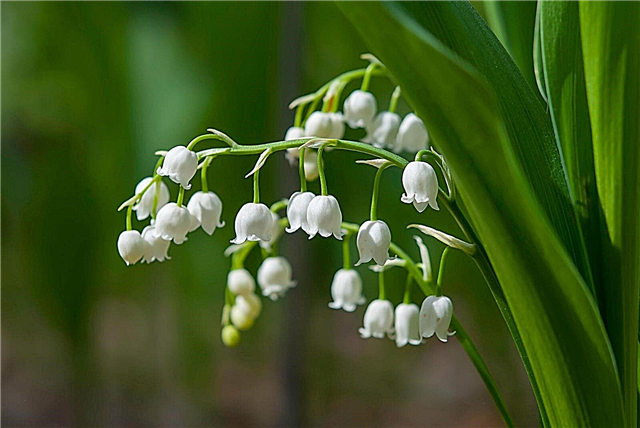 Growing Lily Of the Valley: When To Plant Lily Of the Valley