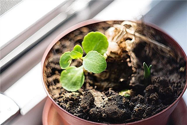 نشر النباتات المنزلية: هل يمكنك زراعة النباتات المنزلية من البذور