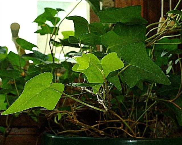 Efeu-Zimmerpflanzen - Informationen zur Pflege von Efeupflanzen