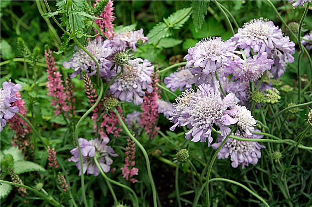 Điều kiện trồng hoa Scabiosa - Cách chăm sóc hoa Scabiosa Pinc Muff