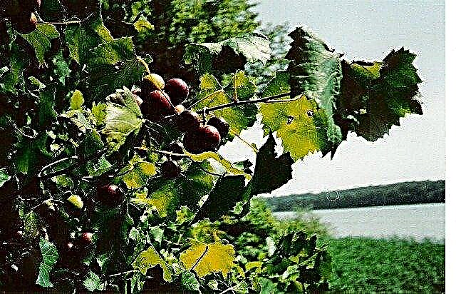 Muscadine vynmedžių apipjaustymas - kaip genėti Muscadine vynuogės