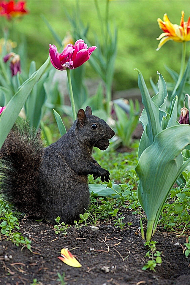 Dicas sobre como proteger bolbos de flores contra danos causados ​​por roedores