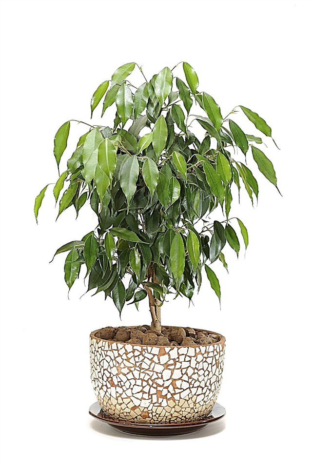 Ficus træpleje: tip til dyrkning af ficus indendørs