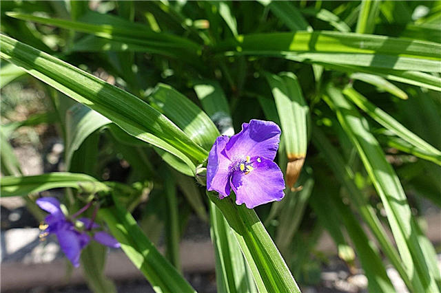 Spiderwort Flowers - Tipy pro pěstování a péči o rostliny Spiderwort