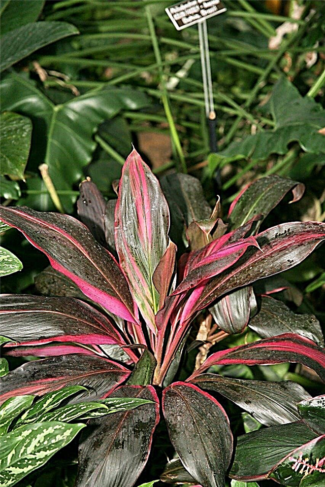 Ti Plant Care - Anbau einer hawaiianischen Ti-Pflanze in Innenräumen