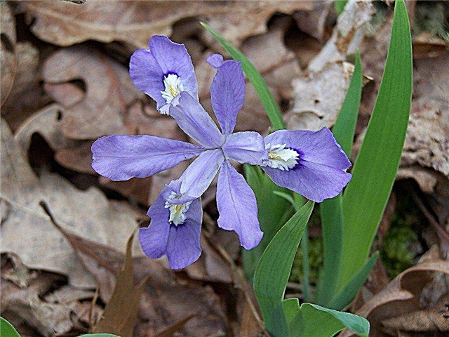 Dwarf Crested Iris - Hvordan ta vare på en dverg Iris-plante