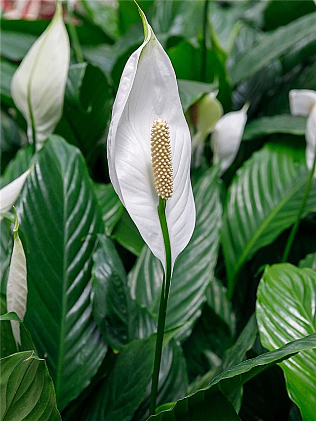 Peace Lily Plants - Care Of Peace Lilies