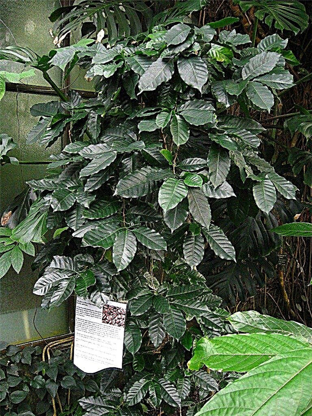 Cura delle piante di caffè - Piante di caffè in crescita all'interno