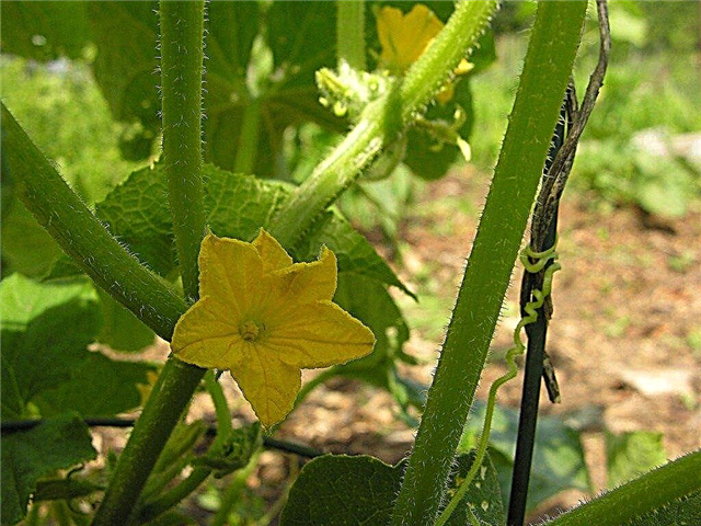 Uborka növényi beporzás - Hogyan uborkát kézzel beporzunk