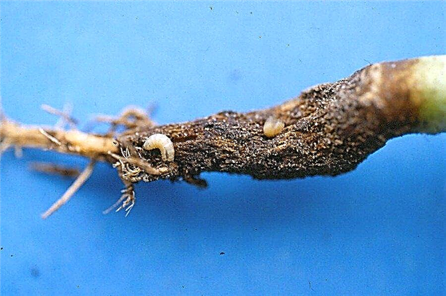 Informações sobre o controle de larvas de repolho