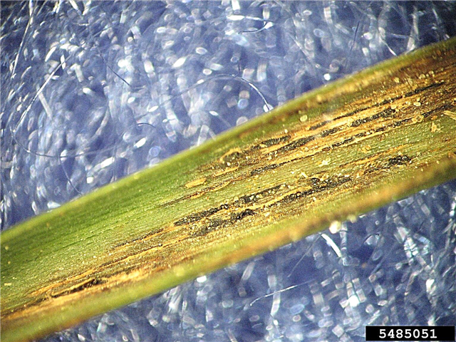 Lawn Rust - Identification et traitement des champignons de la rouille de l'herbe