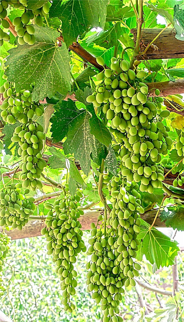 Pontas para melhorar o fruto da uva diluindo uvas
