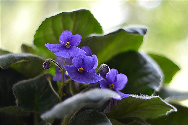 Plantas de violeta africana: cómo cultivar violetas africanas