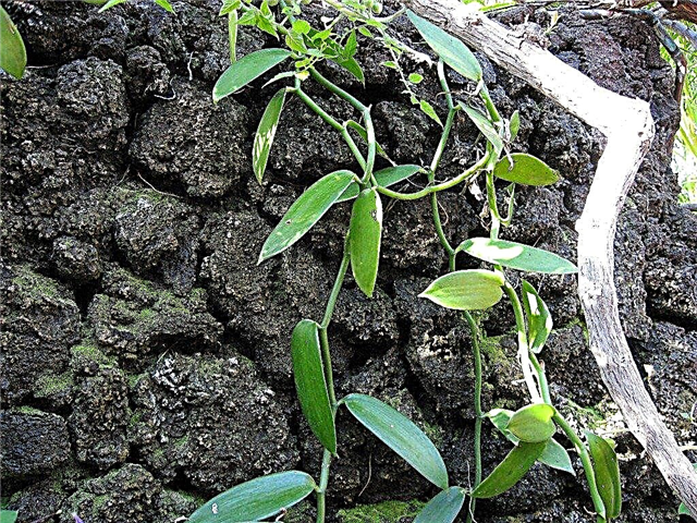 الفانيليا الأوركيد العناية - كيف تنمو الفانيليا الأوركيد
