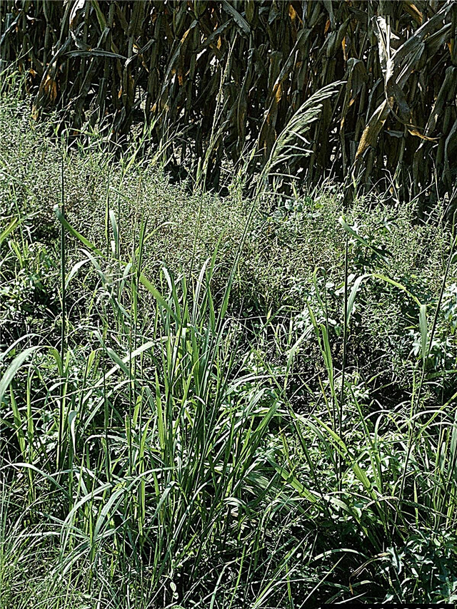 Bahiagrass Control - Hur utrota Bahiagrass i din gräsmatta