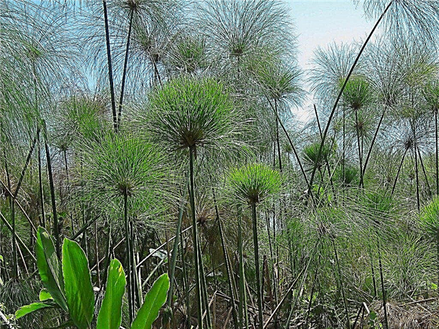 파피루스 식물 관리 – 정원에서 자라는 파피루스