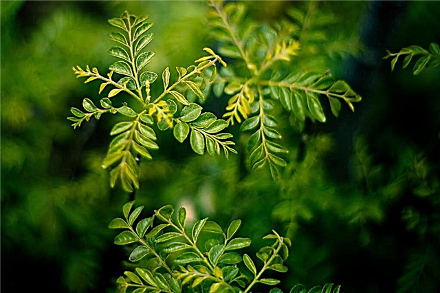 Péče o kari listy - rostoucí strom kari listů ve vaší zahradě