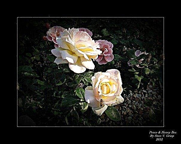 Pontas em fotografar rosas & flores