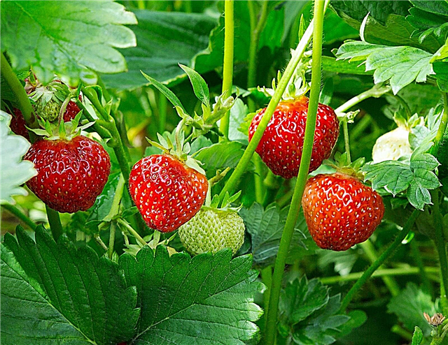 Réparer les plants de fraises qui ne produisent pas de fruits