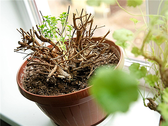 식물 휴면 이해 : 식물을 휴면 상태로 만드는 방법