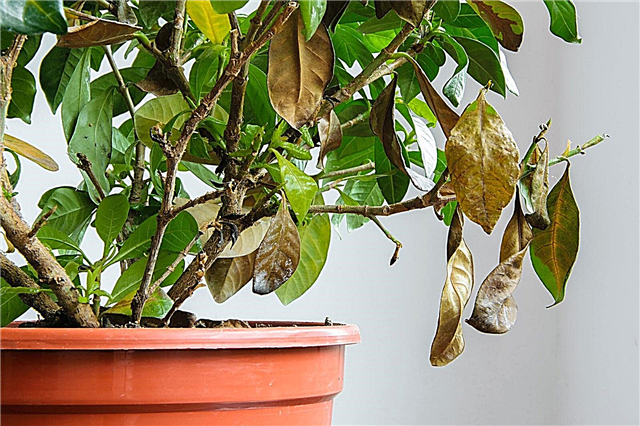 Hojas caídas de plantas: por qué una planta puede perder hojas