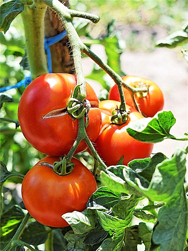 Záhrada so stravou v Stredomorí - dopestujte si svoje vlastné jedlá zo Stredomoria