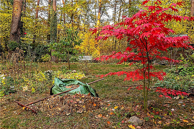 صيانة حديقة الخريف: أفكار ونصائح حديقة الخريف