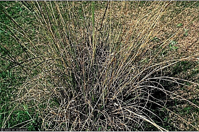 Kiểm soát Smutgrass - Mẹo để giúp tiêu diệt Smutgrass