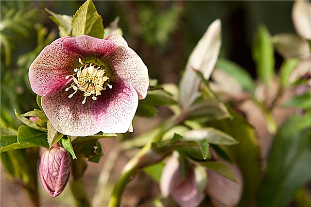 Fleur de rose de carême: en savoir plus sur la plantation de roses de carême