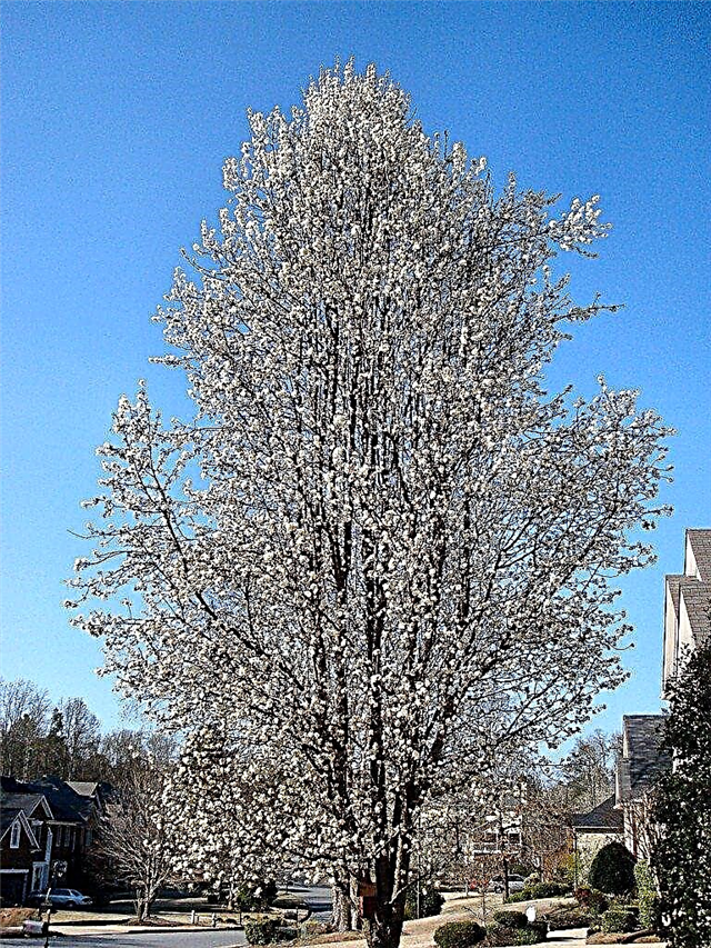 Blühende Bradford-Birnen - Wachsen eines Bradford-Birnenbaums in Ihrem Garten