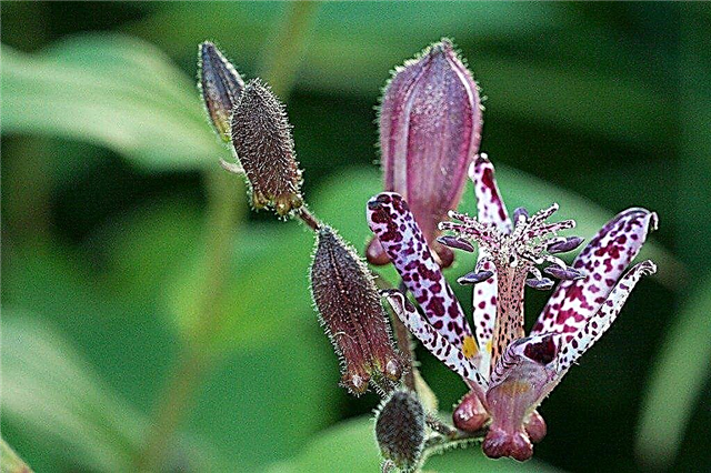 Toad Lily Care: teave Toad Lily taime kohta