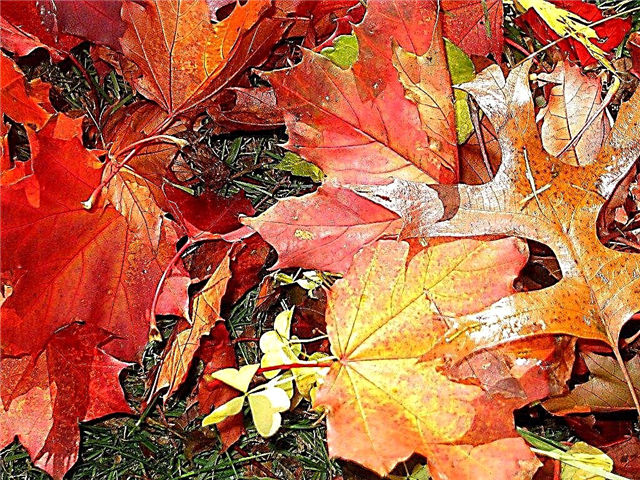 Компостирование листьев в саду: узнайте преимущества компоста из листьев