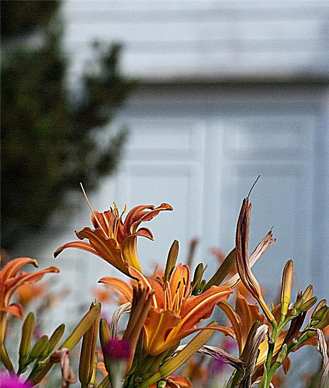 رعاية Daylilies: كيف تنمو Daylilies