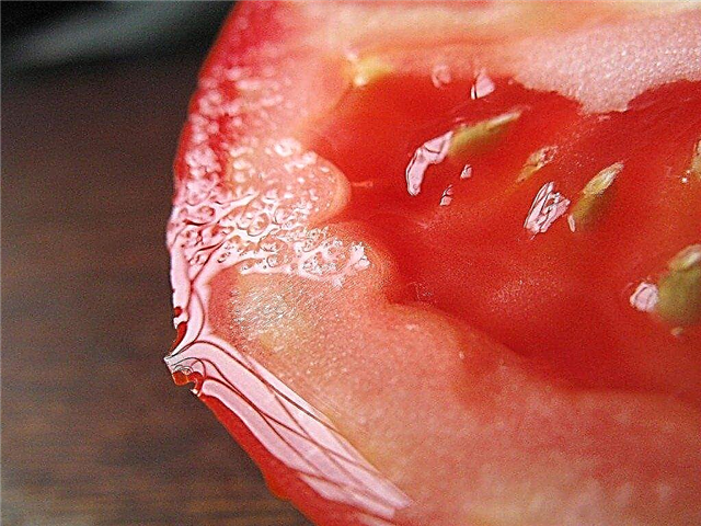 حفظ بذور الطماطم - كيفية جمع بذور الطماطم