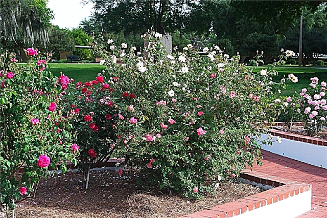 Chuẩn bị giường hoa hồng mới - Tìm hiểu thêm về việc bắt đầu Vườn hồng của riêng bạn