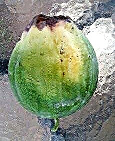 Melon cvetanje gnilobe - pritrjevanje končne gnilobe cvetov v melonah