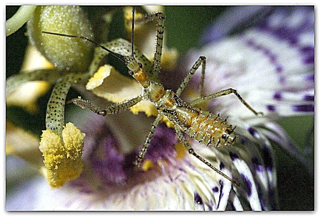 Slepkavas bugs: dabisks plēsējs jūsu dārzā