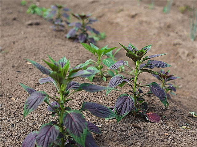 Gaya Berkebun Nigeria - Menanam Sayuran dan Tumbuhan Nigeria