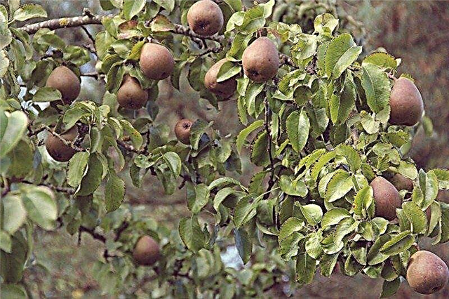 رعاية شجرة الكمثرى: زراعة وزراعة الكمثرى في الحديقة المنزلية