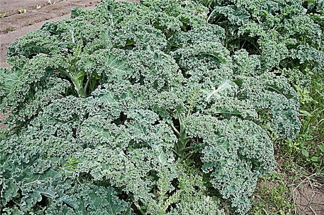 Picking Kale - Cómo cosechar col rizada