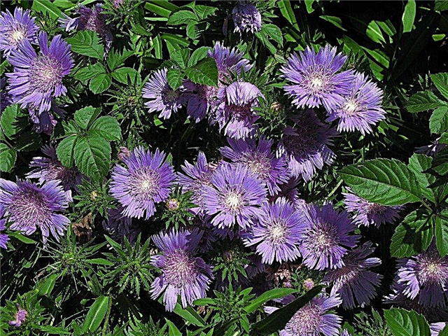 Stokes Asters Flowers - Tips for Stokes Aster Care