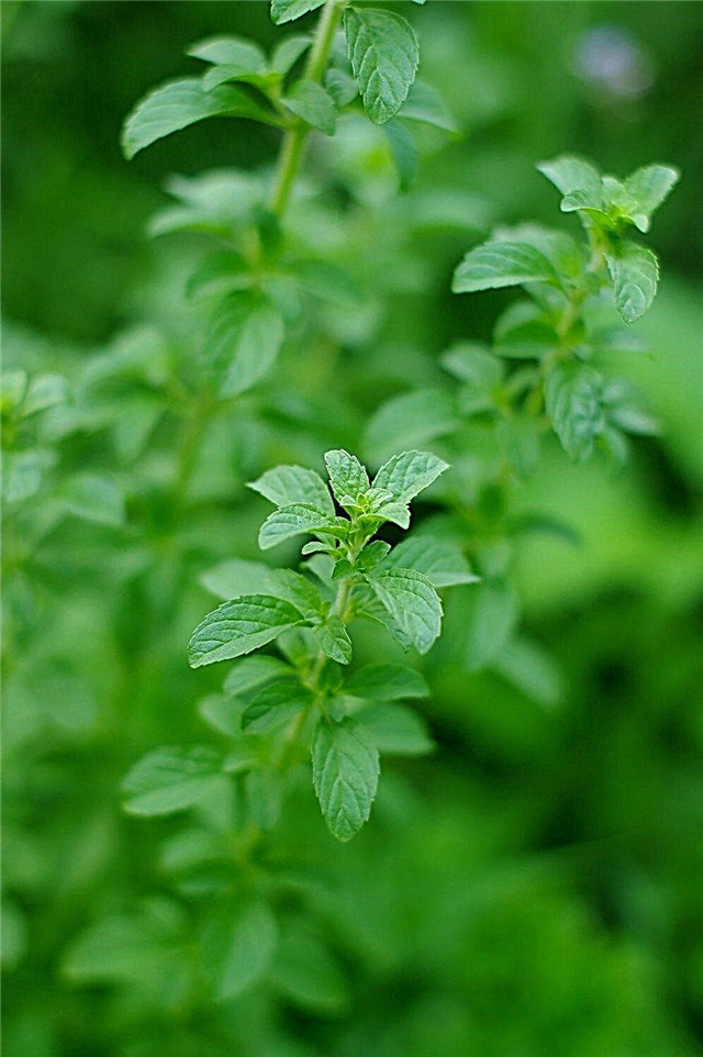 Büyüyen Pennyroyal: Pennyroyal Herb Nasıl Büyür