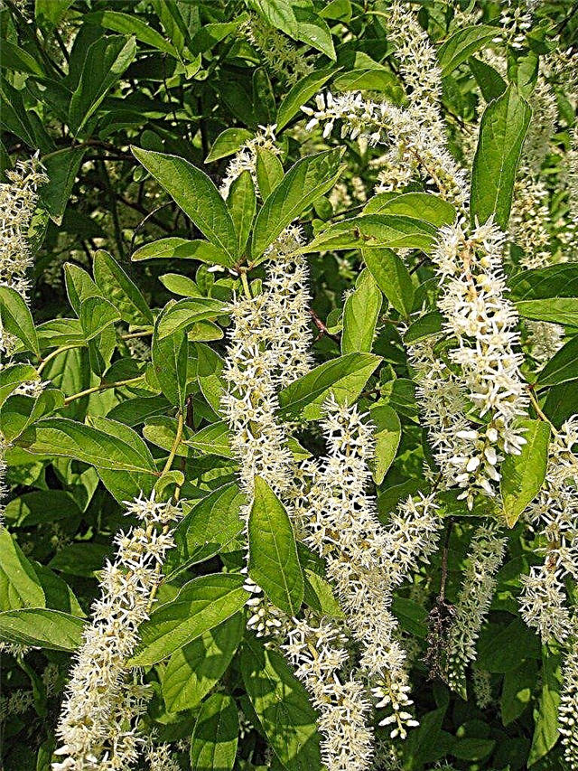 Itea Bush: Dicas para cultivar Itea Sweetspire