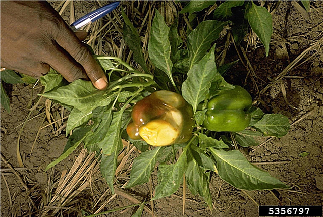 Savjeti za zaustavljanje suncokreta na biljkama paprike